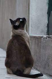 霍里 2 12 2 18一周星相運勢 animals cats horoscope