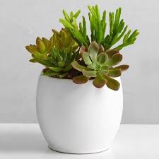 Reduce irrigation in fall and winter so that succulents can withstand lower temperatures. Succulent Delivery Succulents Online Send Succulents Plants Com