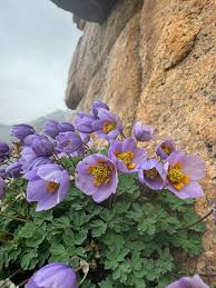 Image result for Emilia caespitosa