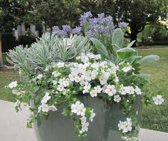 Image result for foto bacopa