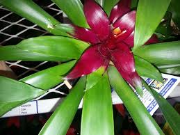 Root rot can be caused by several different organisms including types of bacteria, fungi, algae and parasitic oomycotes. Lowes Plants Could You Help Me Identify Them Dendroboard