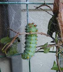 Polyphemus moths overwinter as cocoons. Raising Giant Silkmoths Cecropia Polyphemus Promethea Luna Prairie Haven