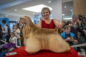 We did not find results for: Devenir Toiletteur Canin Et Felin Apprentissage Snpcc