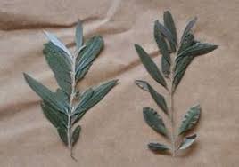 Image result for Lovoa swynnertonii