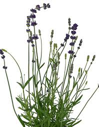 Image result for Lavandula