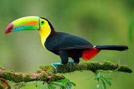 Tucan Pico Iris Piquiverde Tucanes Mas Pequeno Del Mundo Ave Exotica