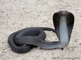 Image result for Najas horrida