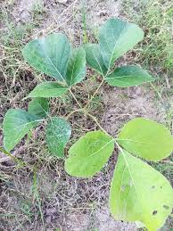 Image result for Ehretia