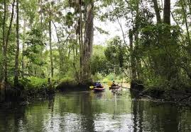 Kayaking On Wakulla River Below The Famous Springs Photo Bonnie Gross Kayaking State Parks Florida