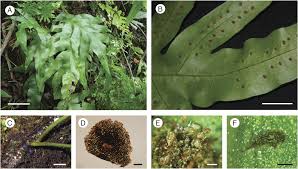 Image result for Microsorum pappei