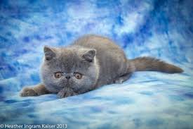 Our exotic shorthair kittens for sale are also sweet in nature. Milbury Exotic Shorthair Cattery Exotic Shorthair Cats Exotic Kittens For Sale Exotic Shorthair Breeder Exotic Short Hairs Exotic Shorthair Kittens For Sale Blue Exotics Gray Exotics Blue Cats Blue Garfield Exotic Shorthairs Available