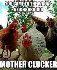 100 Chicken Memes Ideas | Chickens, Chicken Humor, Chickens Backyard