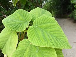 Image result for Urera