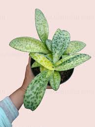 Image result for Drimiopsis