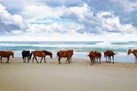 Corolla only has a population of about 500. Corolla Nc Vacation Rentals Village Realty