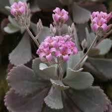 Image result for Kalanchoe pumila