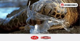 Project manager at aturan prisma sdn bhd negri sembilan, malaysia. Parlamento Europeo Prohibe Articulos De Plastico De Un Solo Uso Tvs Studiofm 92 1