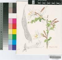 Image result for Bauhinia bowkeri