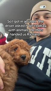 Uber Driver Surprises Passengers with a Puppy