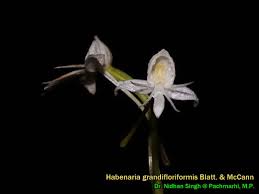 Image result for Habenaria afra