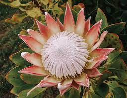 Here S A Pretty Protea Flower To Help You Get Through This Monday Protea Flower Flowers Succulents