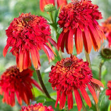 Hot Papaya Echinacea Coneflower Large Fade Proof Double Orange Red Flowers W Hints Pink Lilac Gol Papaya Plant Perennial Plants Drought Tolerant Perennials