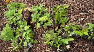Image result for Pleopeltis polypodioides