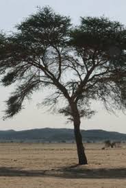 Image result for Acacia pilispina