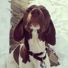 Smokin aces kanza hero ofa37f ofel37 (sr96841708), dam: German Wirehaired Pointer Puppies For Sale Nz The Y Guide