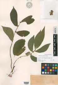 Image result for Droguetia iners