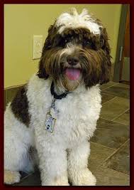 Black And White Parti Aussiedoodle Mini Chocolate White Parti Australian Labradoodle Labradoodle Funny Australian Labradoodle Labradoodle