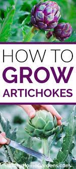 How To Grow And Care For Artichokes In 2021 Growing Artichokes Vegetable Garden Tips Growing Vegetables