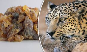 The arabian leopard ( panthera pardus nimr ) is a leopard subspecies native to the arabian peninsula and is on the red list of. Arabian Leopard Under Threat From Frankincense Industry Nature News Express Co Uk