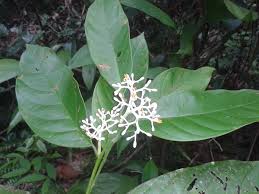 Image result for Metteniusaceae