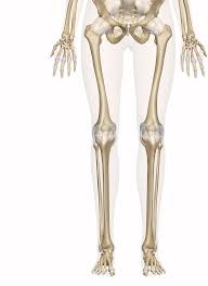 The tibia (also called the shinbone) is located near the midline of the leg. Bones Of The Leg And Foot Interactive Anatomy Guide