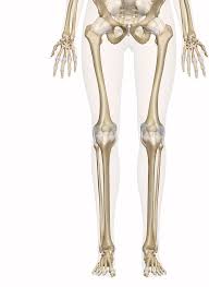 The foot bones shown in this diagram are the talus, navicular, cuneiform, cuboid, metatarsals and calcaneus. Bones Of The Leg And Foot Interactive Anatomy Guide