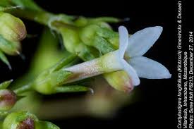 Image result for Cordylostigma longifolium