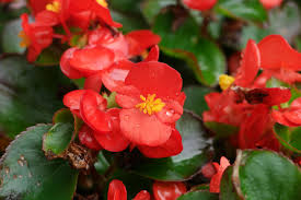 Image result for begonia semperflorens