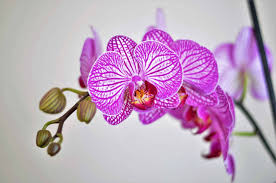 Water is a blessing, given from god to mankind. Help My Orchid Is Dying How To Bring An Orchid Back To Life