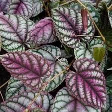 Image result for Faurea discolor