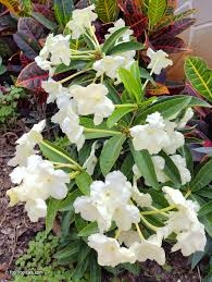 Image result for Brunfelsia
