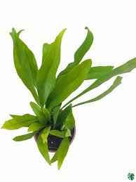 Image result for Microsorum punctatum