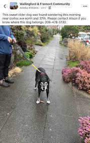 UPDATE! REUNITED WITH THE OWNERS. THANK YOU SO MUCH TO EVERYONE THAT  HELPED! Found: 2 senior dogs. Mostly deaf and blind. The golden is a boy  and the little one is a