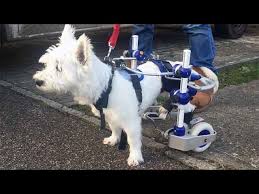 Image result for invalid dog wheelset