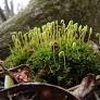 lichen from www.fs.usda.gov
