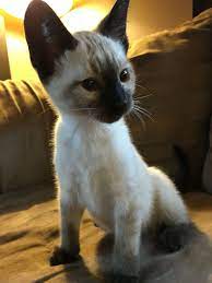 Valentino Cute Cats Pretty Cats Cute Animals