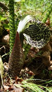 Image result for Arisaema