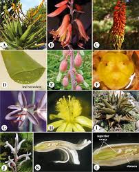 Image result for Gnidia burchellii