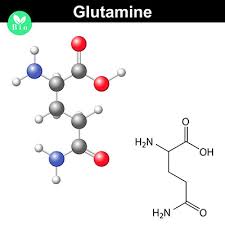 Wann solltest du glutamin nehmen? Glutamin Funktion Krankheiten Medlexi De