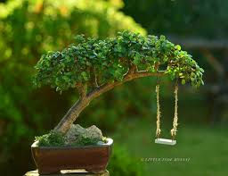 Dwarf Jade Portulacaria Afra Bonsai Tree With Swing By Little Jade Bonsai Bonsai Tree Fairy Garden Diy Kids Bonsai